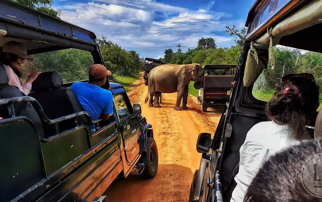 yala-elephant-attack