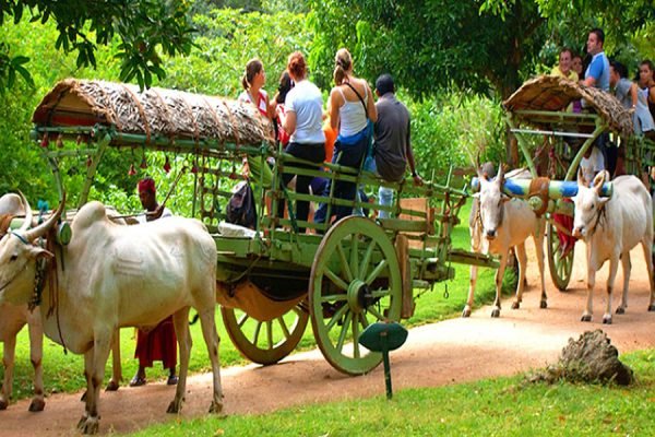 bullock-cart-riding
