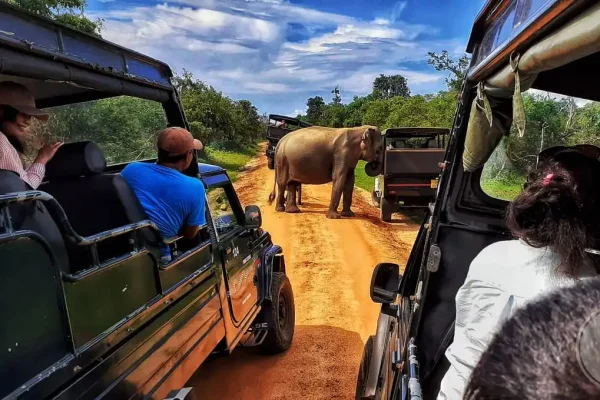 yala-elephant-attack